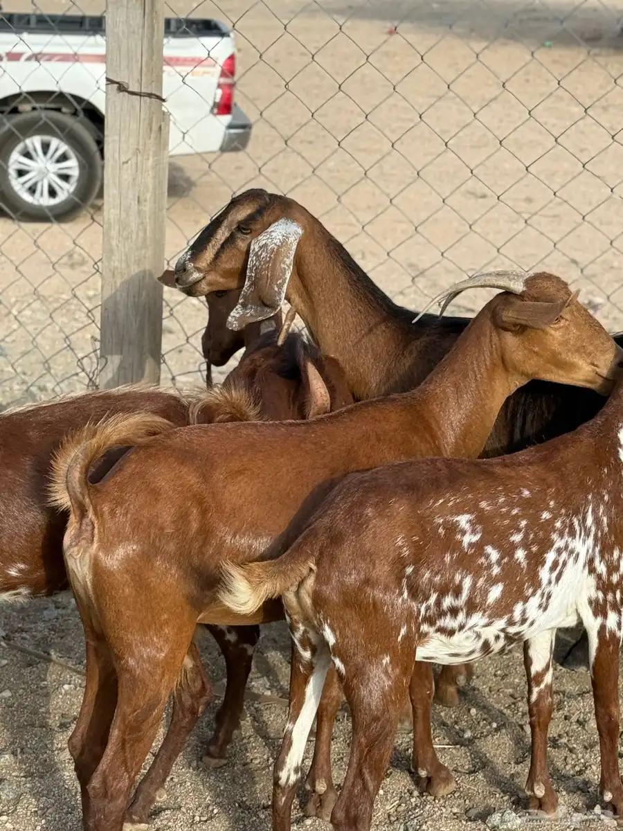 عنقان حص دفيع 3