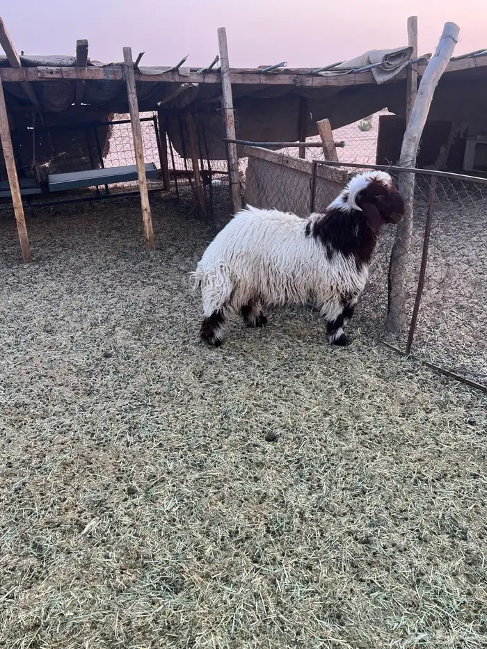 خروف 6 شهور تممم البيع 0