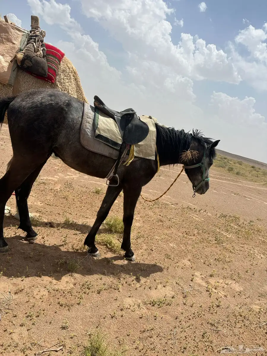 اللبيع الحصان عمره حول 3 او  4 سنوات على جميع الشروط عربي 0
