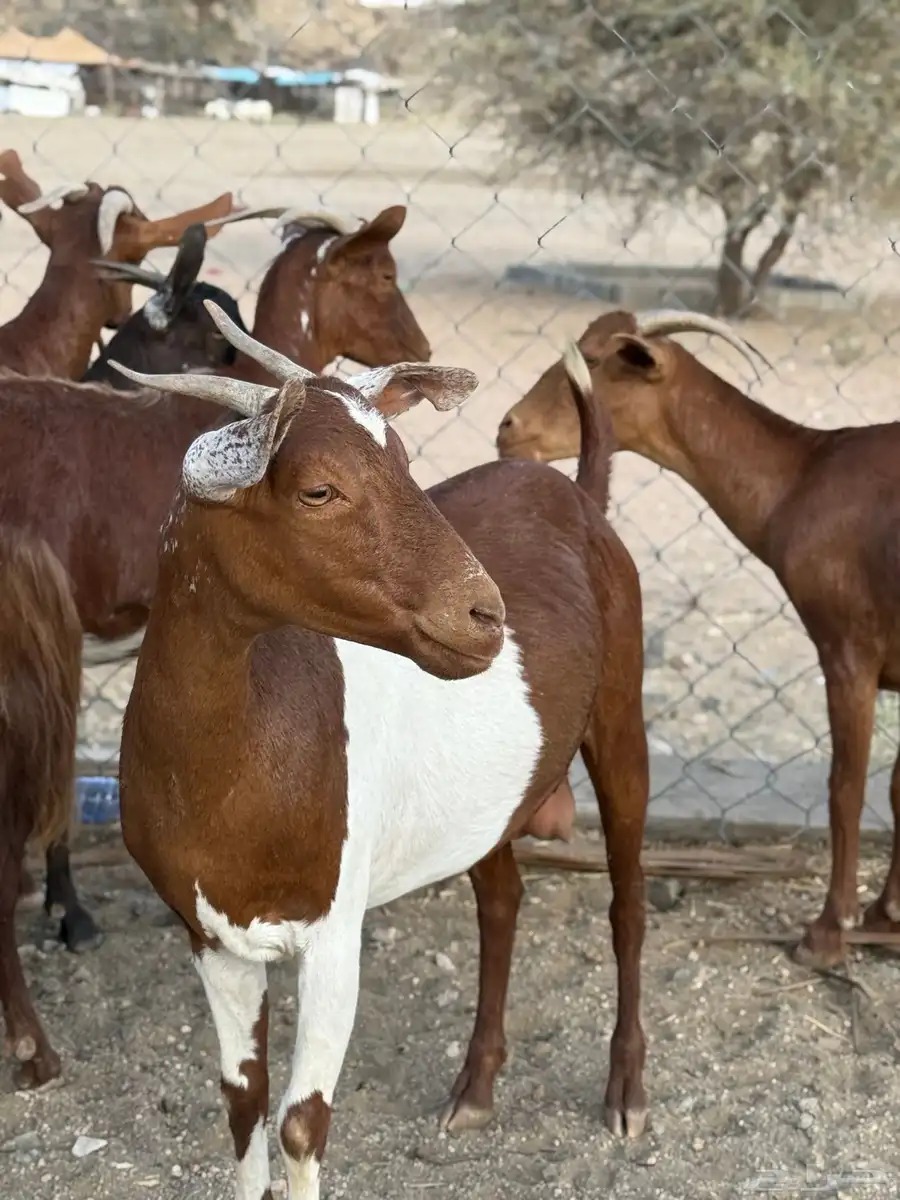 عنقان حص دفيع 8