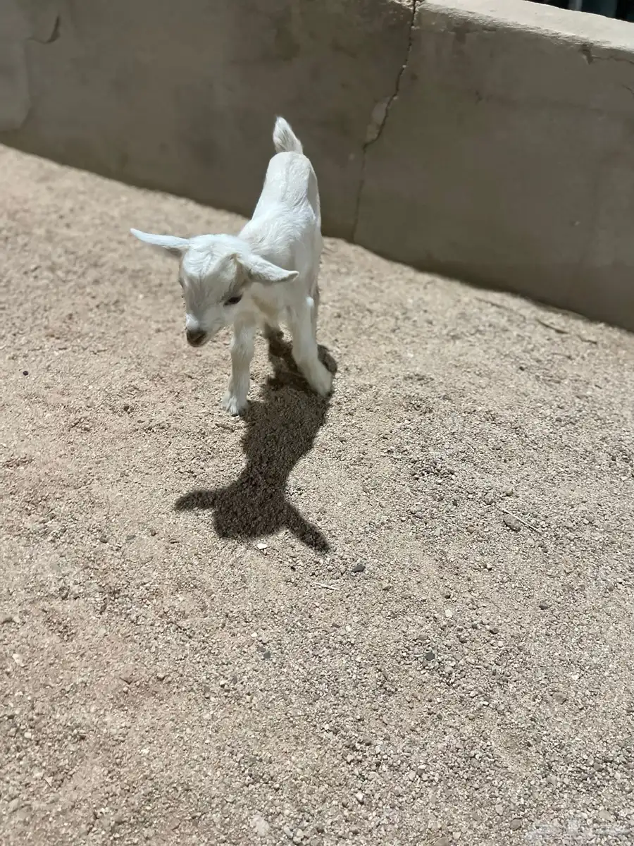 ماعز قزمي 3