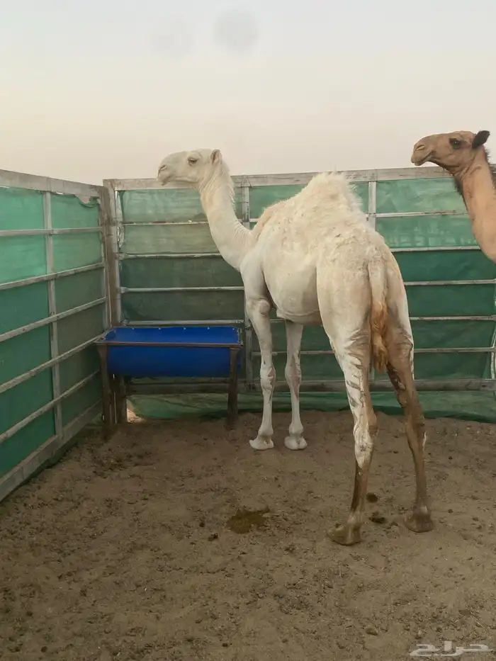 مفروده وضحى انتاج ابوها على باتلي ابو عجاريد مشاكل 2