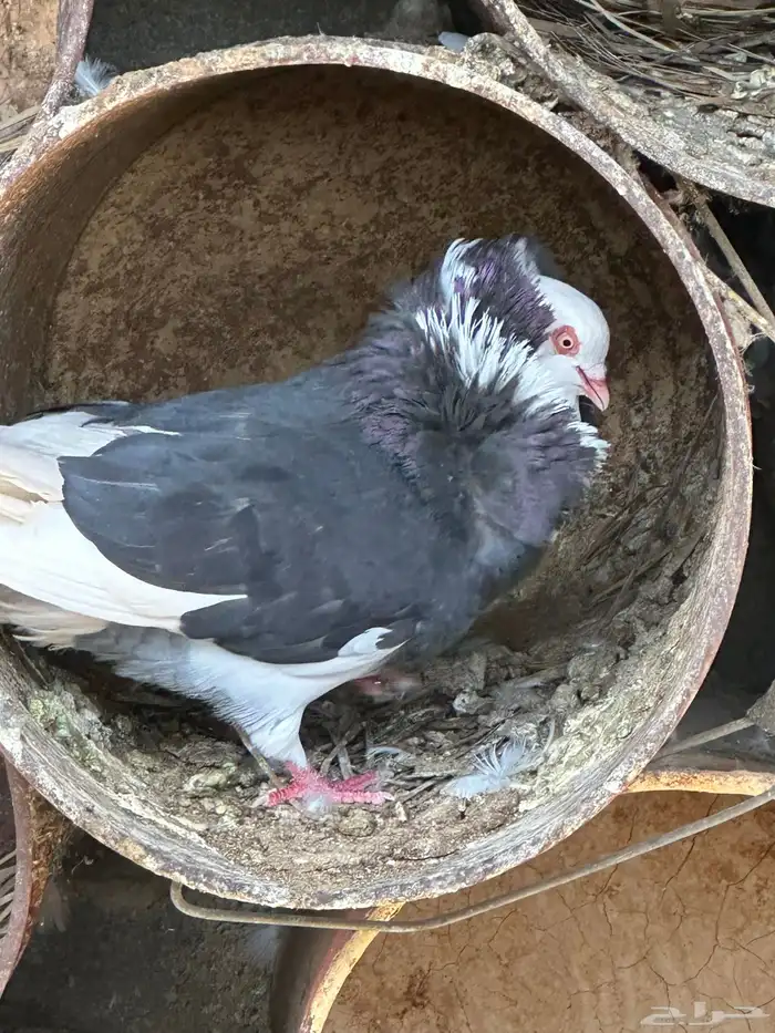 حمام بلجيكي عدد 15 جوز عشه 3