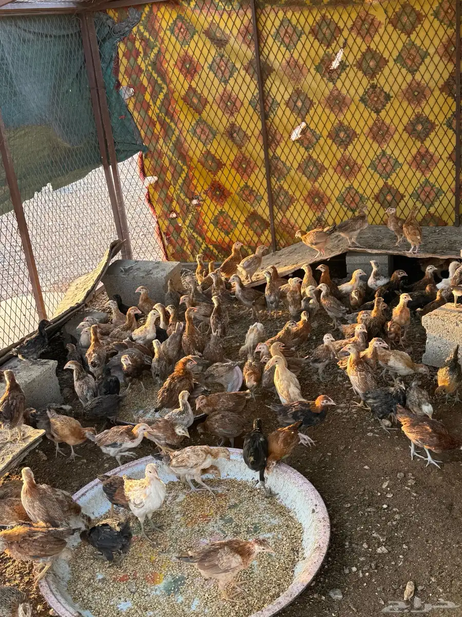 فروخ دجاج 1