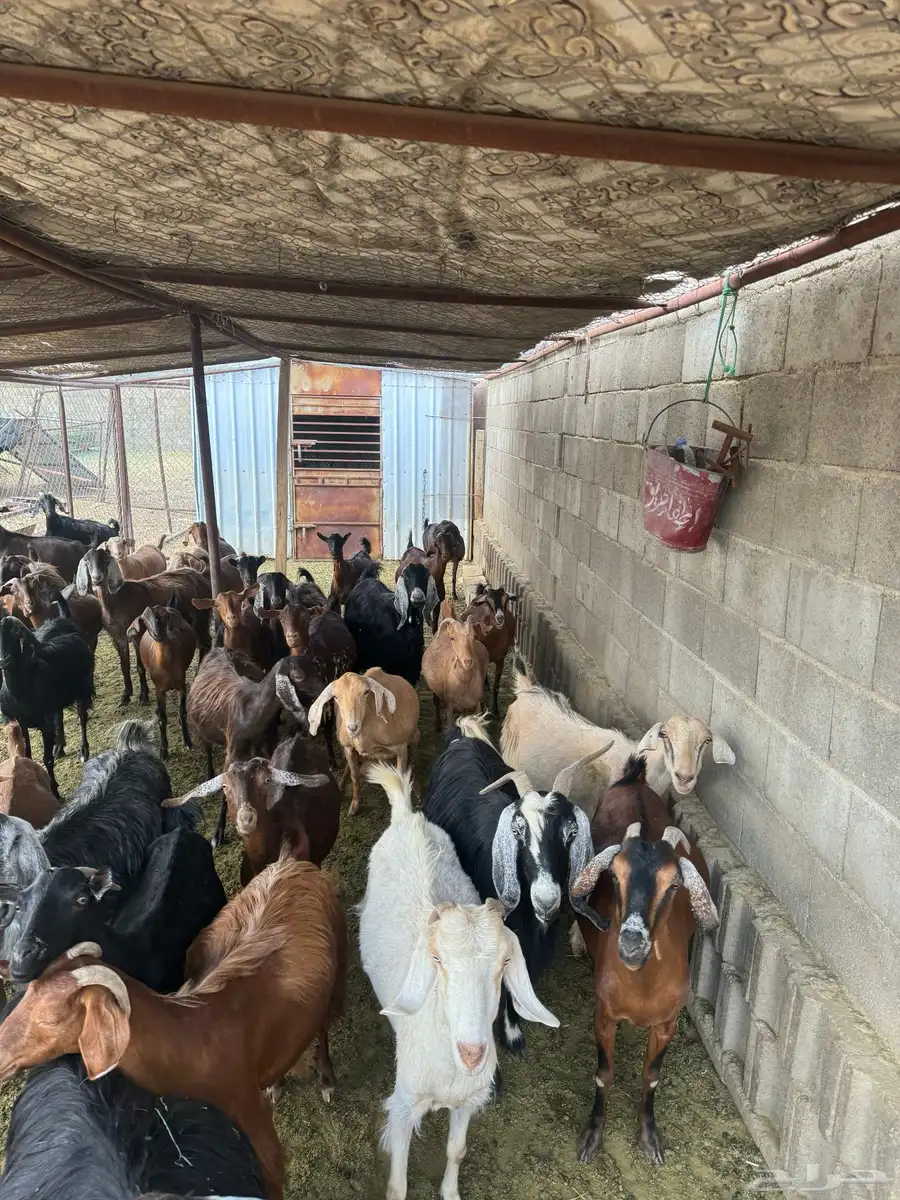 30 عنز تبعها 9 والباقيه دفيع شرط مشروطه من كل عذروب 1