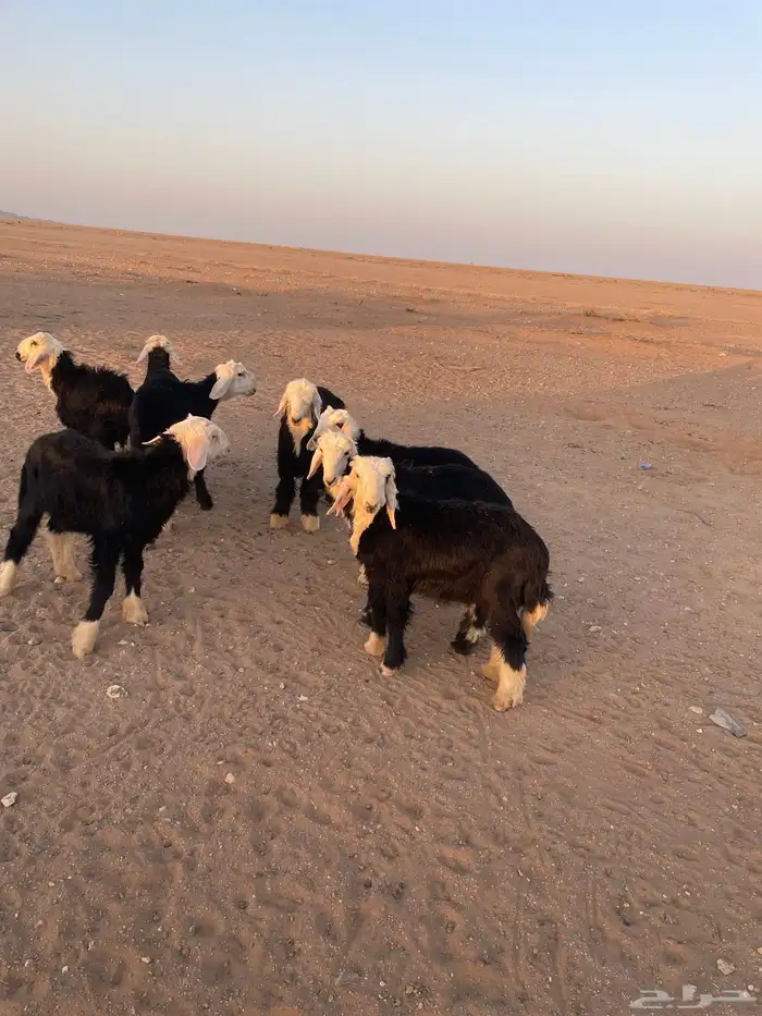 بهم نجد 3
