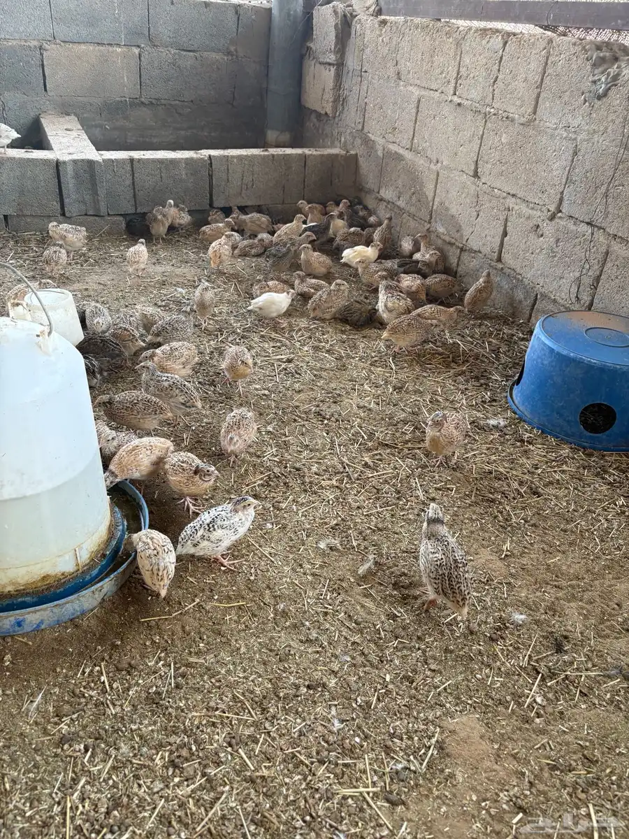 سمان او فري 2