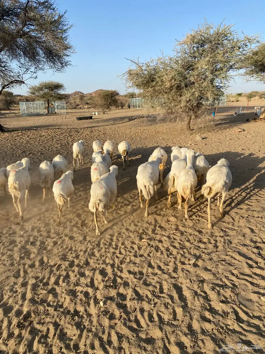 غنم رفيديات طيبه 3