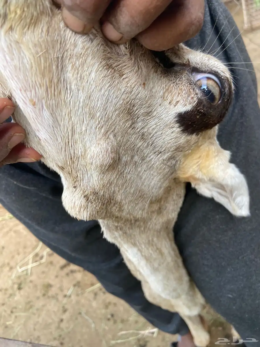 نعجه 4