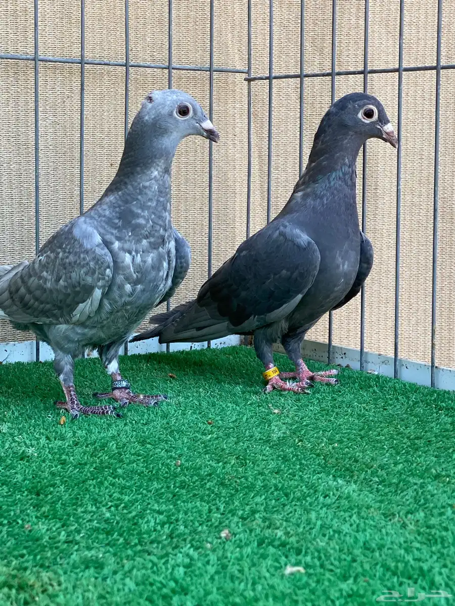 زاجل 11