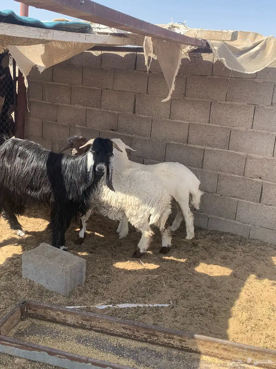 خرفان ذبايح للبيع في محافظة سميراء 1