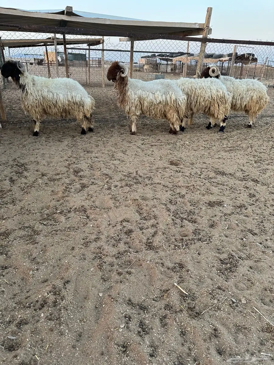 خرفان نعيم 0