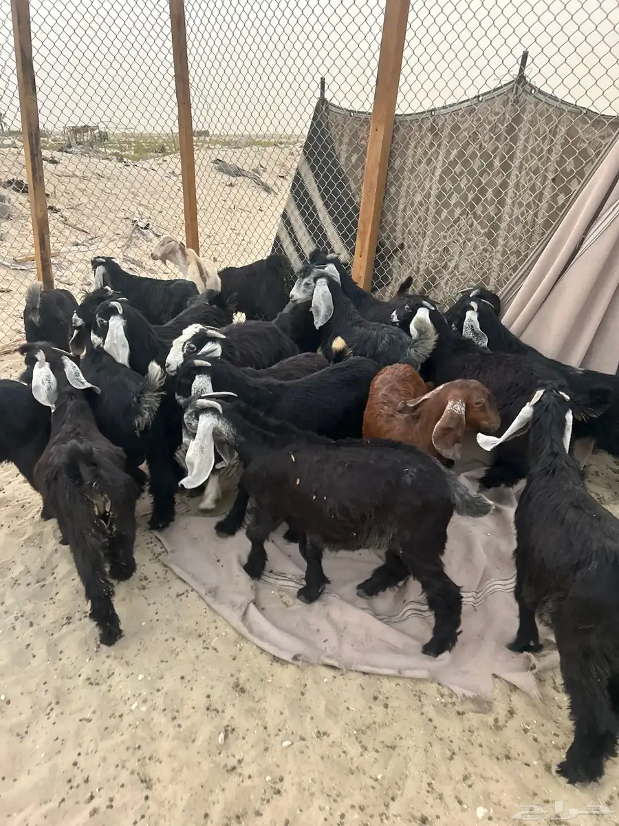 ذبايح مناسبات وثلاجه 6