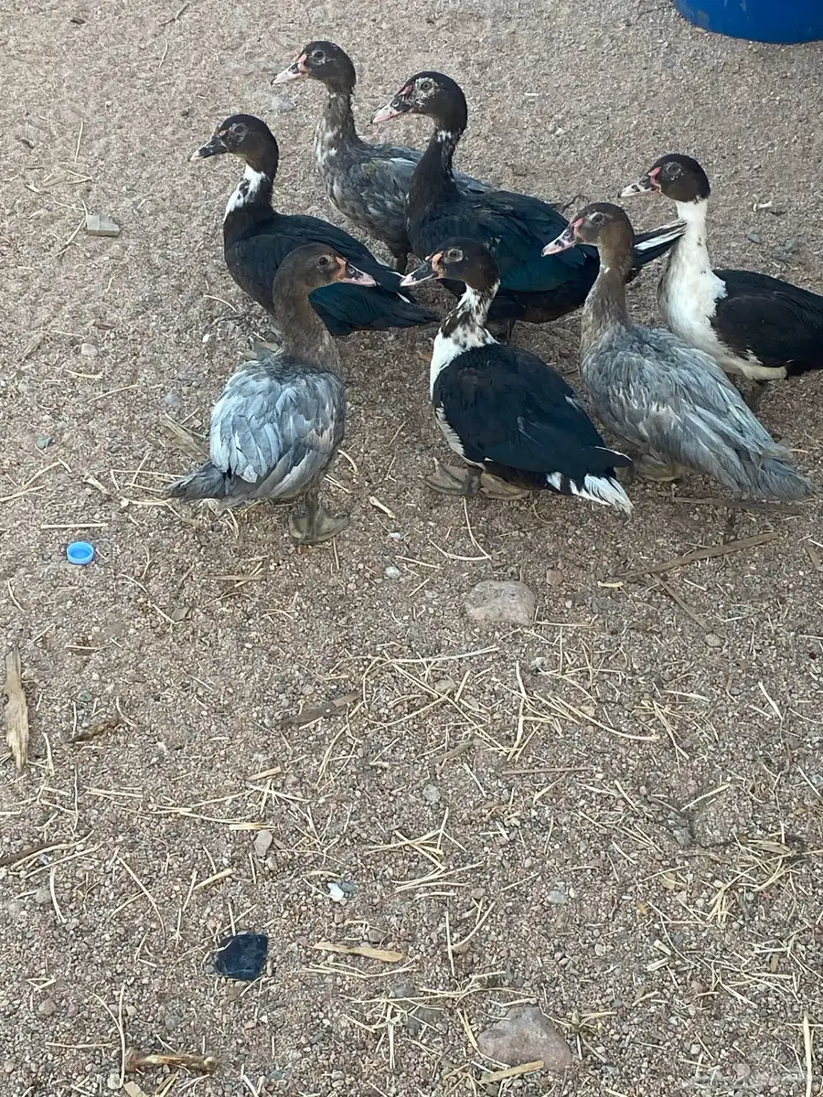 بط مسكوفي للبيع. 0