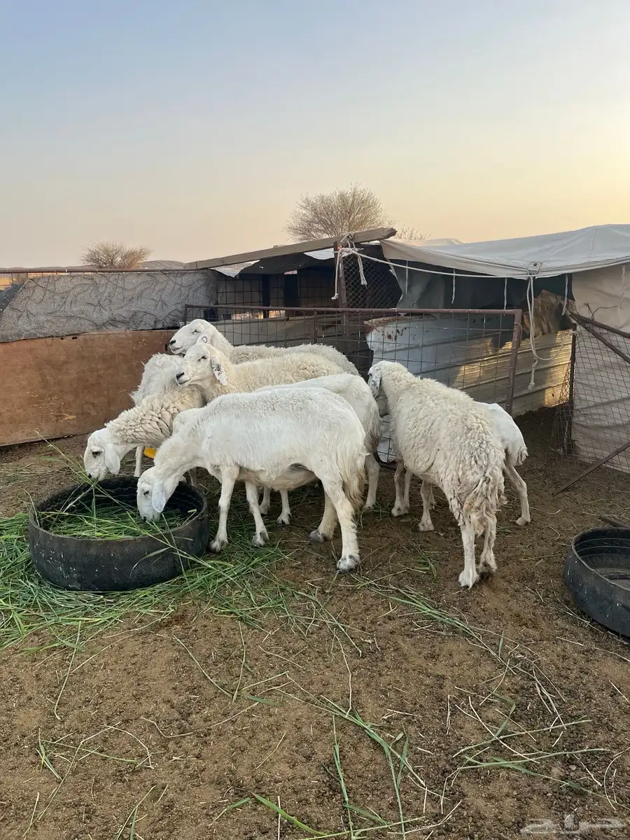 حريات و رفيديه دفيع 3