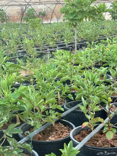 شتلات غجر (كركدية) احمر وابيض مركن 25 و 16 2