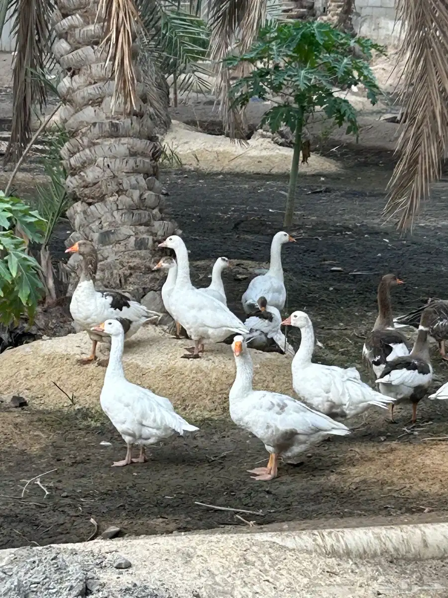 للبيع وز بلدي على السوم العدد 15 حبه 4