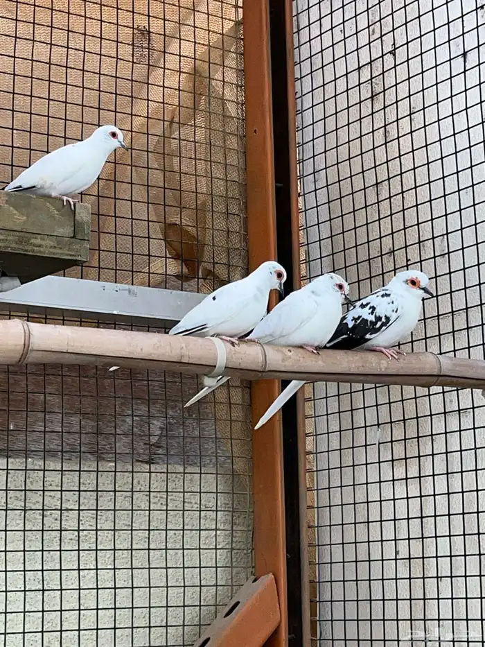 يمام ابرق ثلاث اناث و ذكر 0