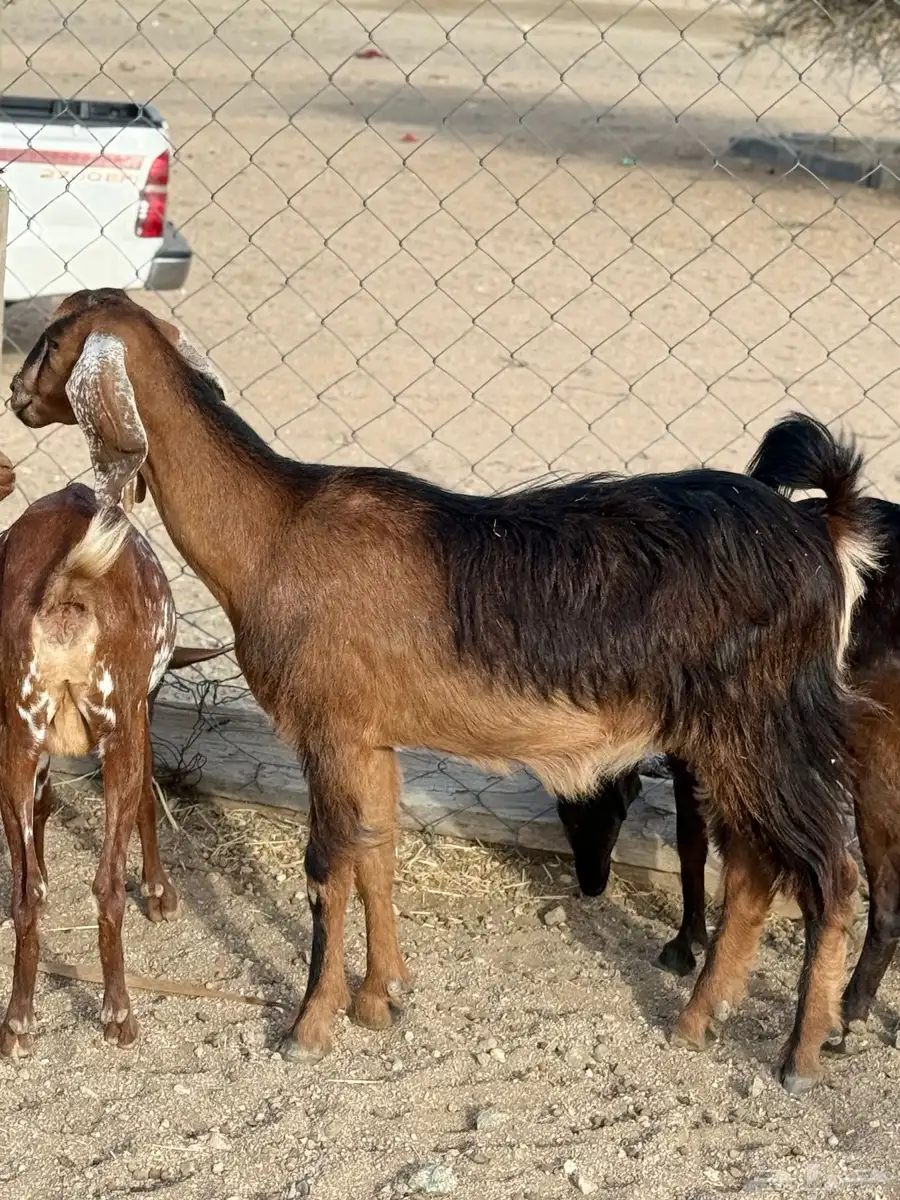عنقان حص دفيع 2