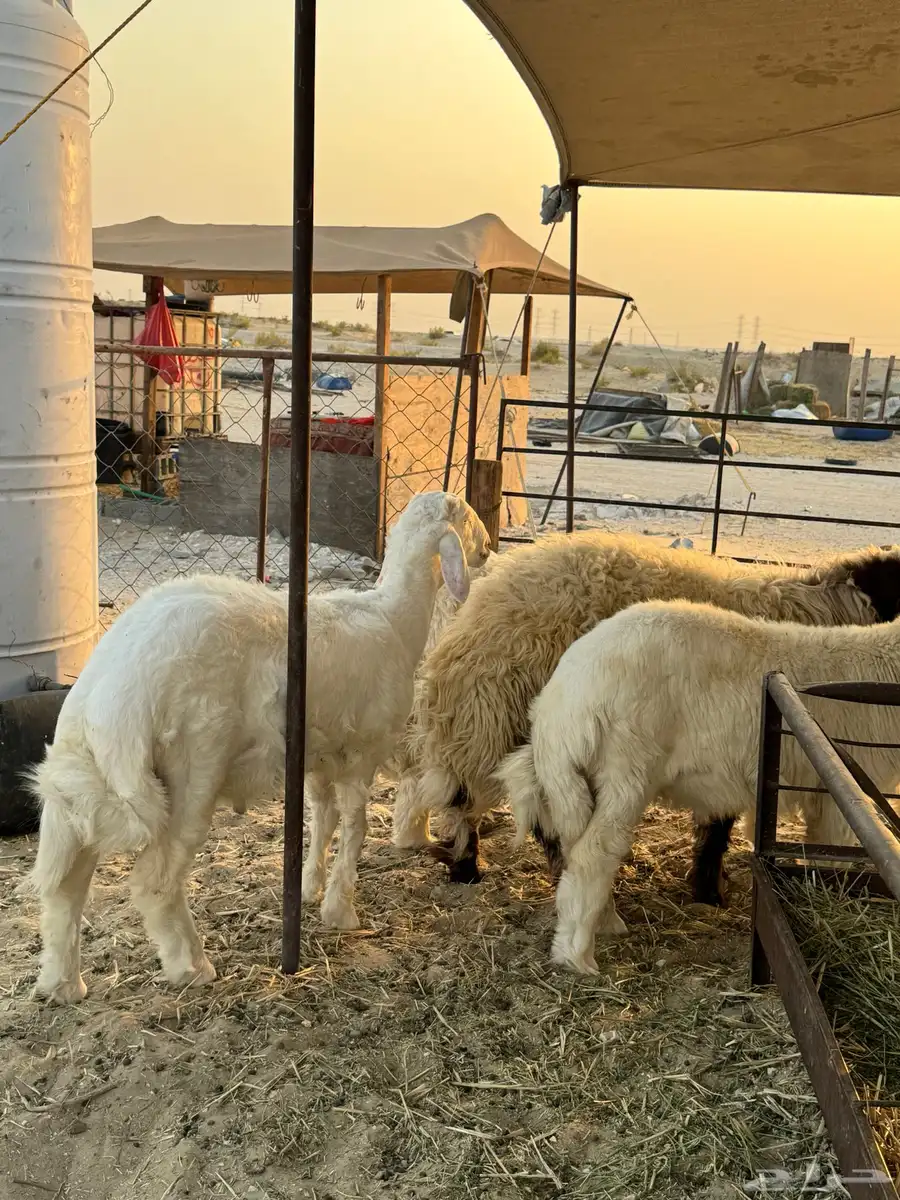 خرفان ورخال حري ونعيم وتيوس وجفار 8