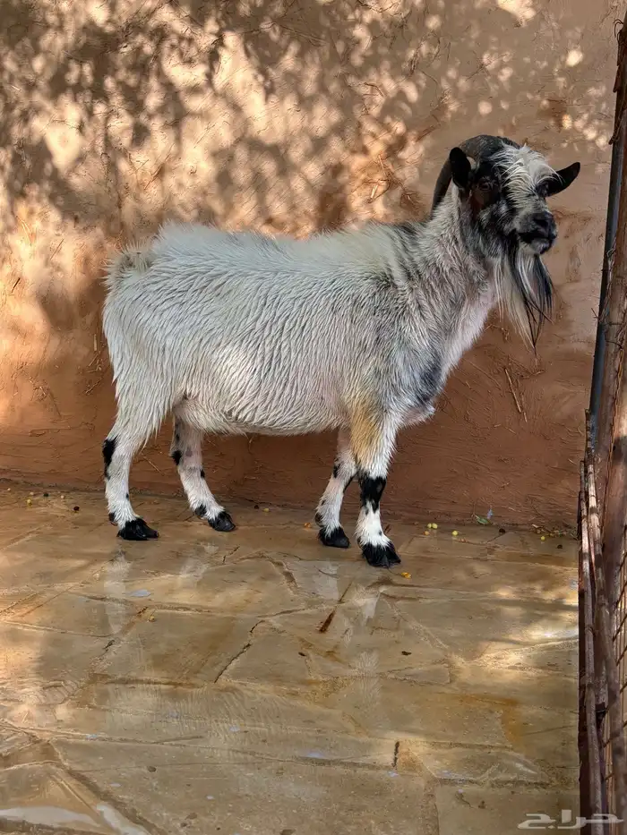 ماعز قزمي 5