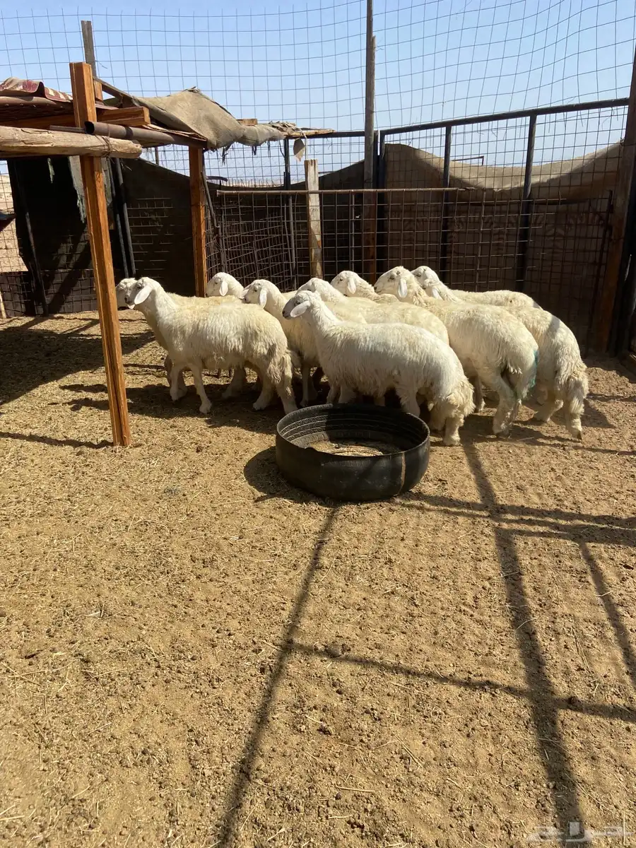 طليان حريه. ذبايح ضيوف وثلاجة مع ذبح وتوصيل. 4