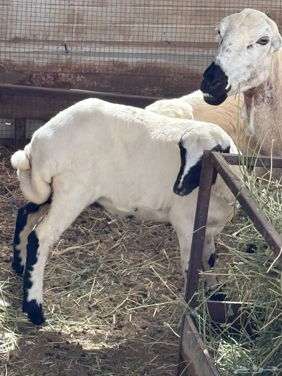 رخيل للبيع 11