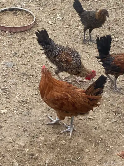 ديوك بلدي 8