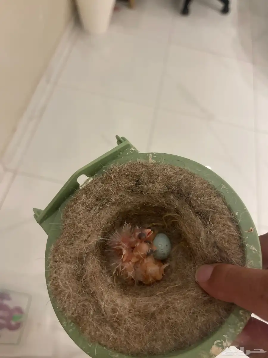 جوز كناري مع فروخه 2