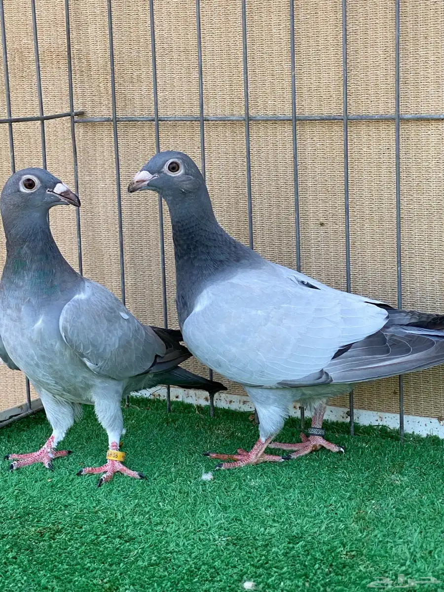 زاجل 1