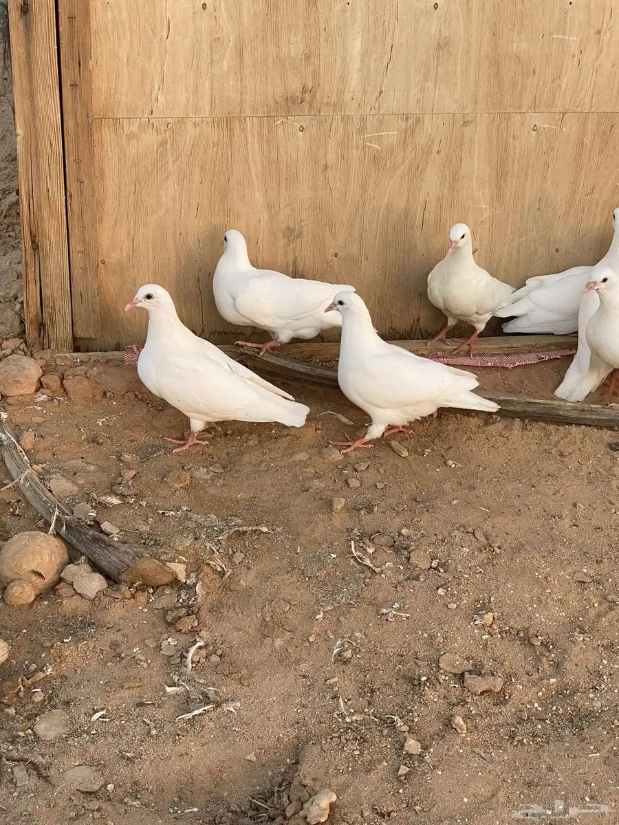 طبات حمام فرنسي ملكي بيور العدد 5 ازواج 0