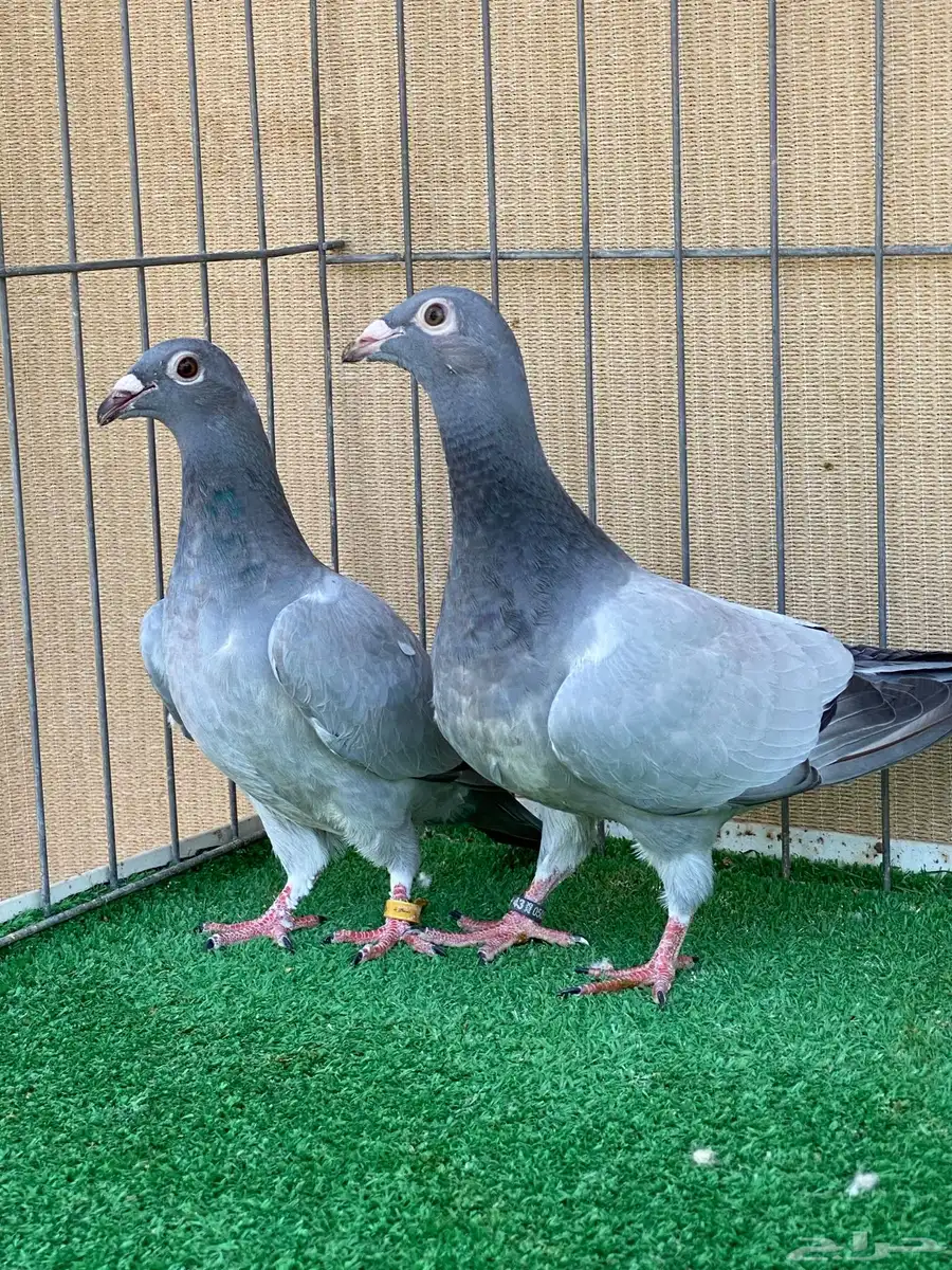 زاجل 0