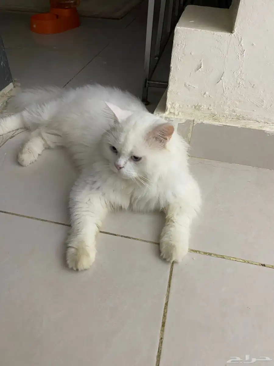 بيع 2