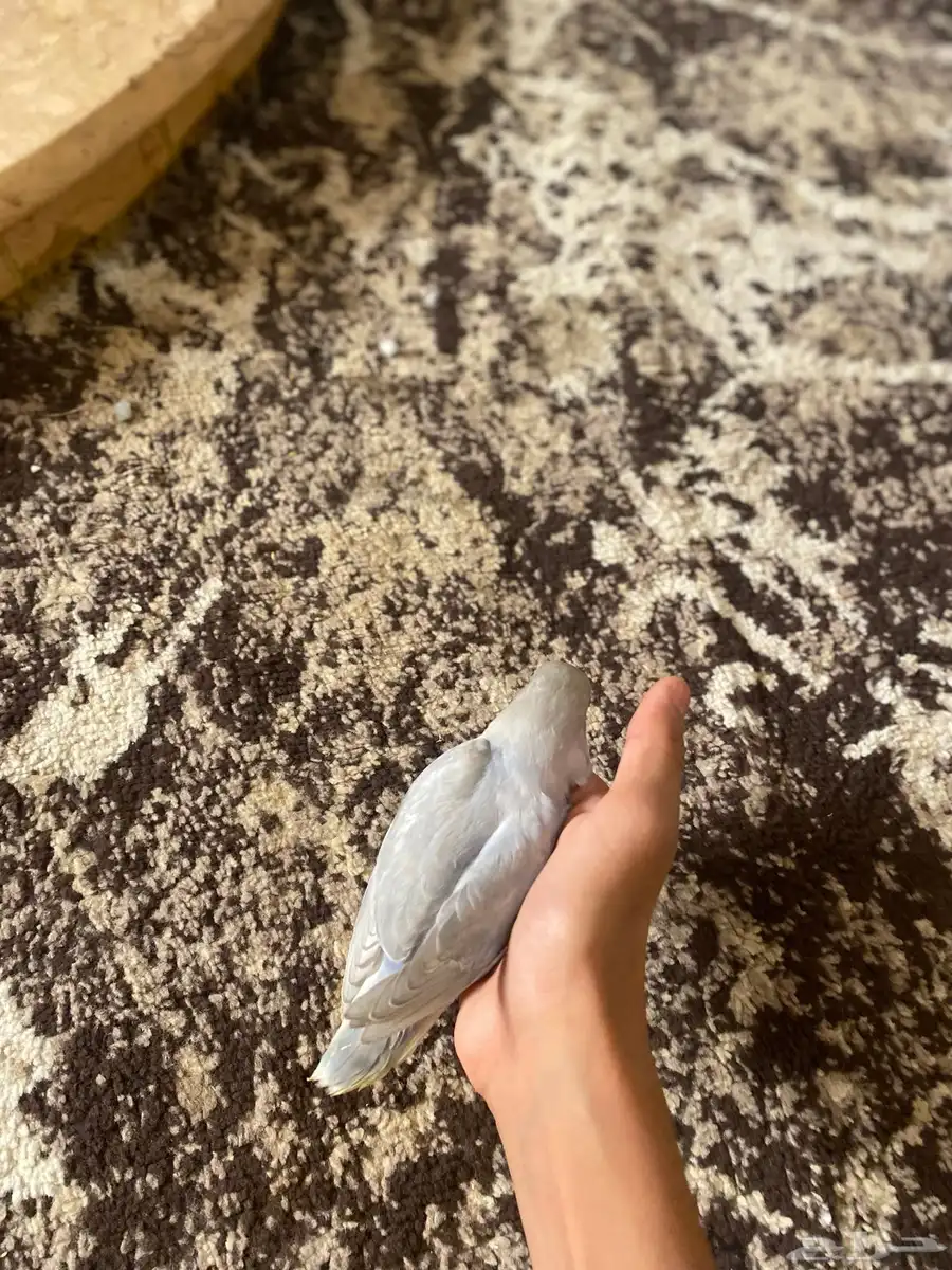 فروخ روز للبيع 2