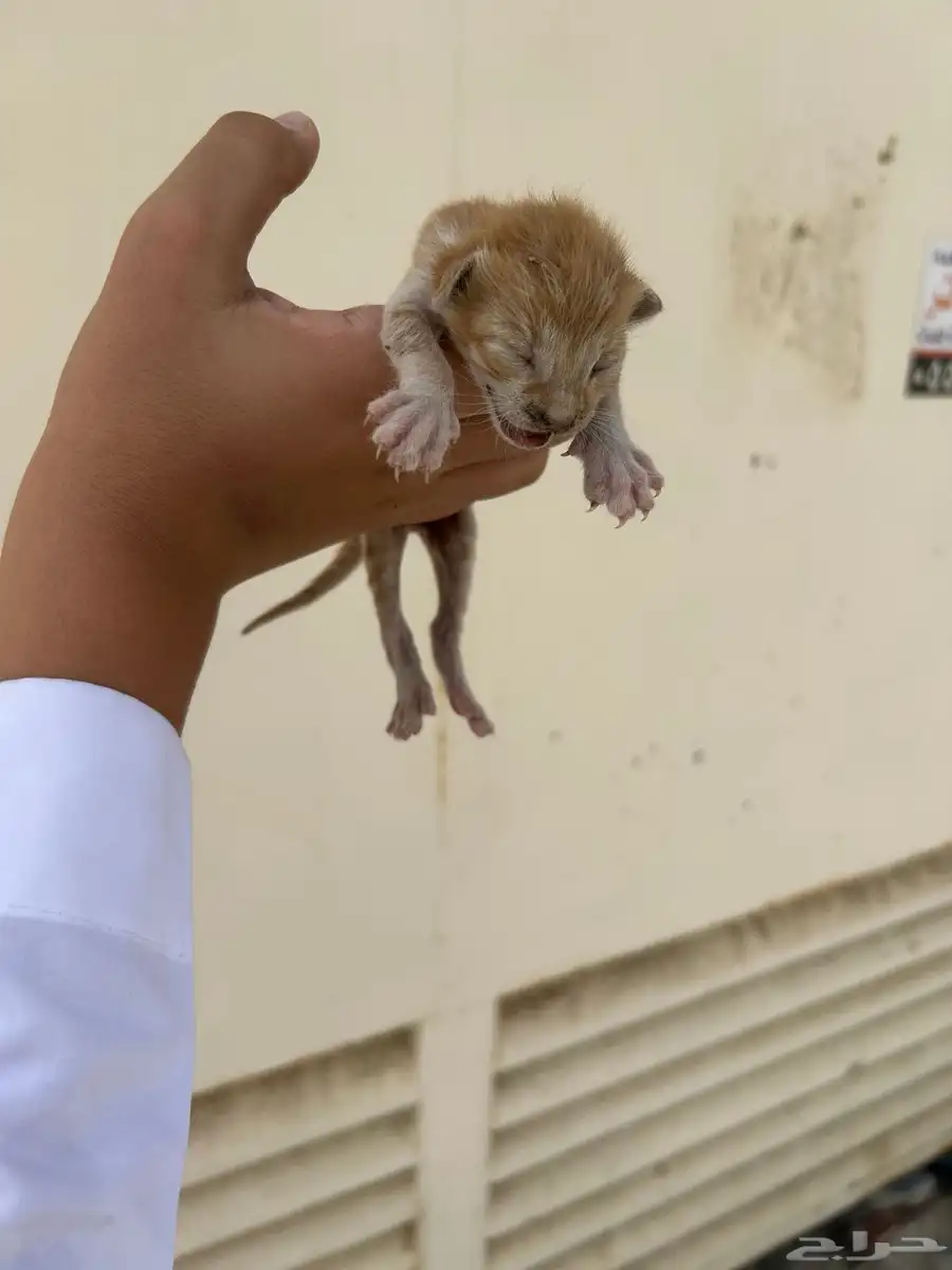 مجموعه كتن للتبني ماعندهم ام بمكه 2