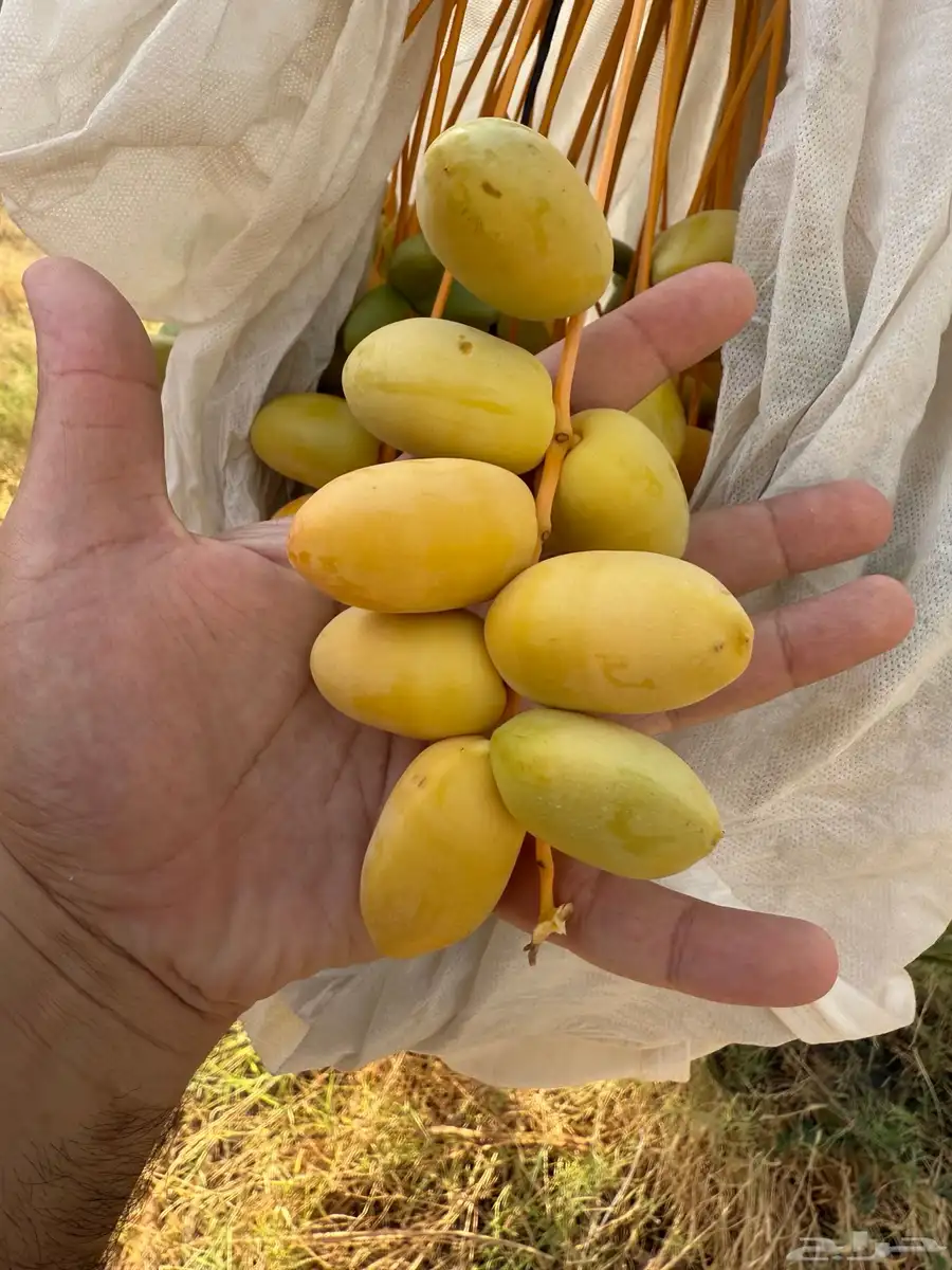 للبيع ثَمَرَة نخيل إخلاص 2