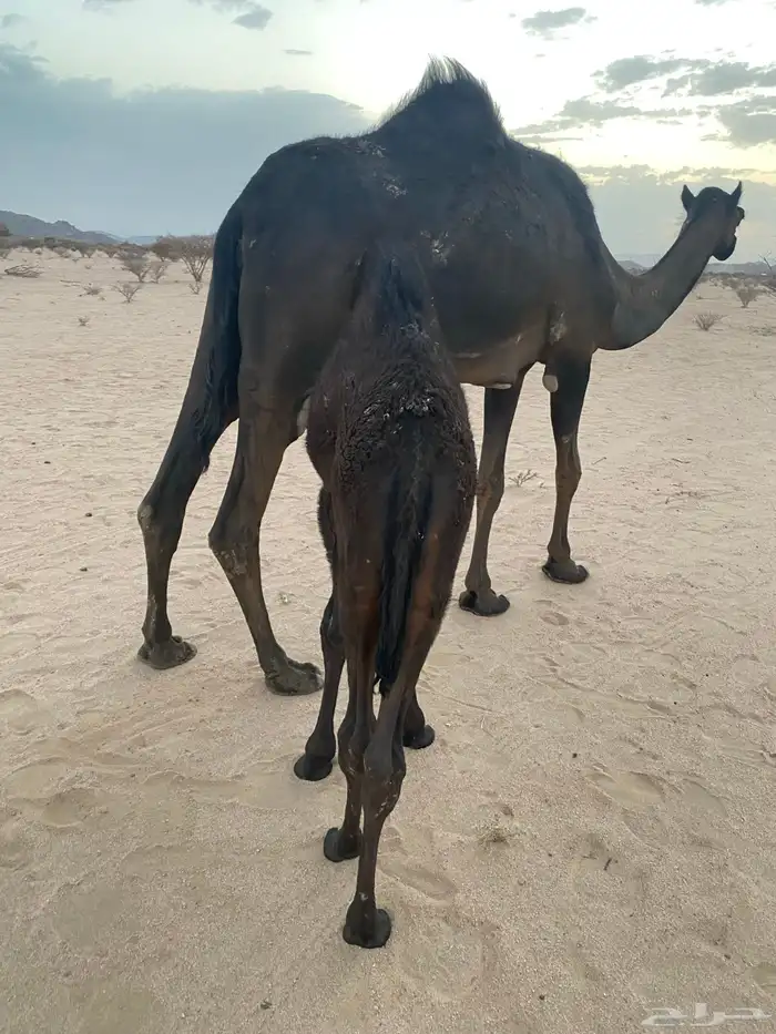 خلفه مجهم 3
