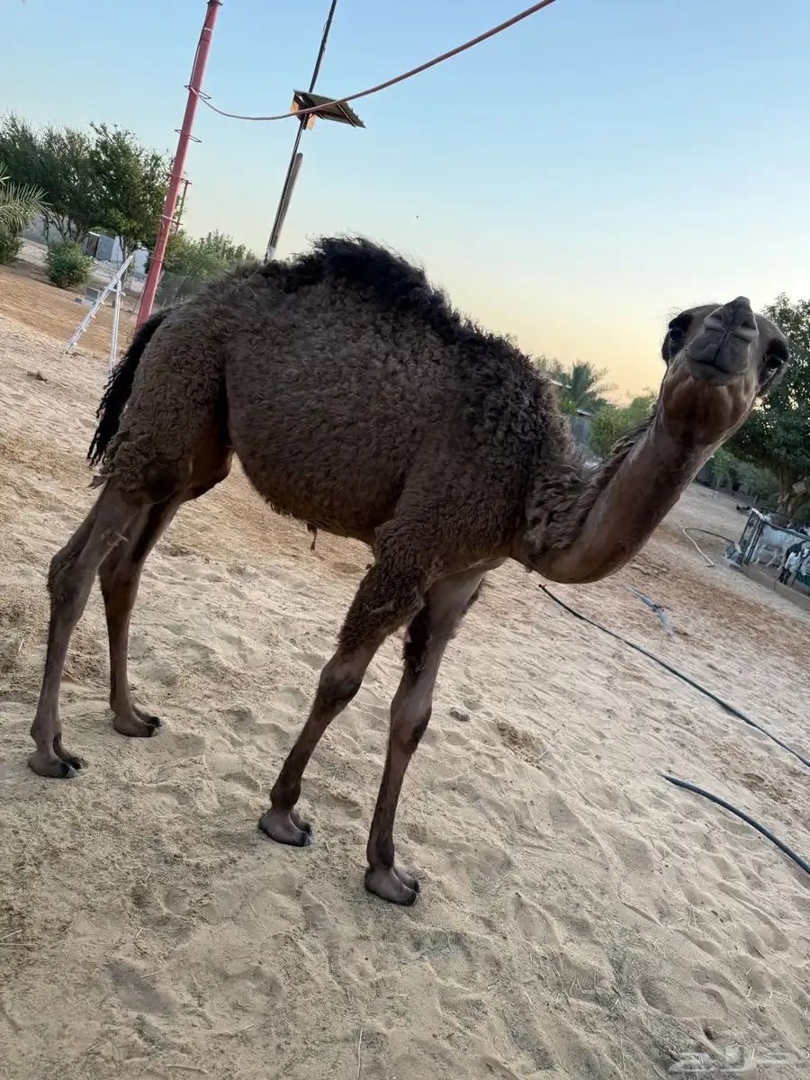 حاشي لباني مغلق 2