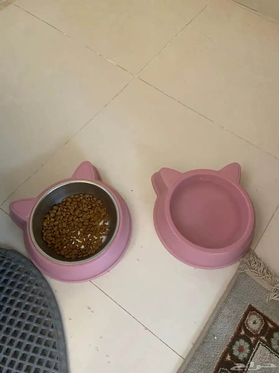 قطوه انثى للتبني مع بيع الاغراض 2