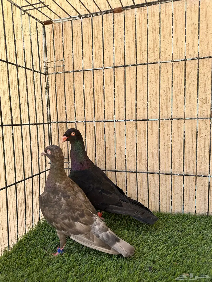 حمام دنش جوز منتج ماشاءالله لون مميز 3