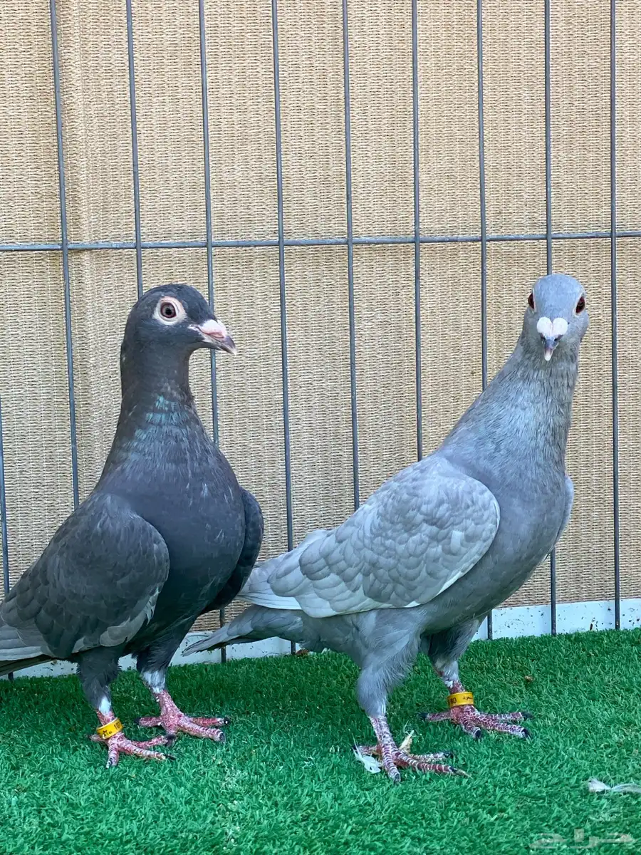 زاجل 12