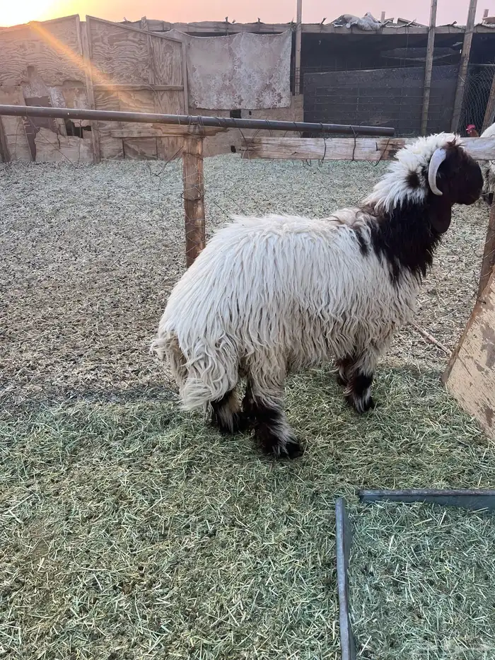 خروف 6 شهور تممم البيع 1