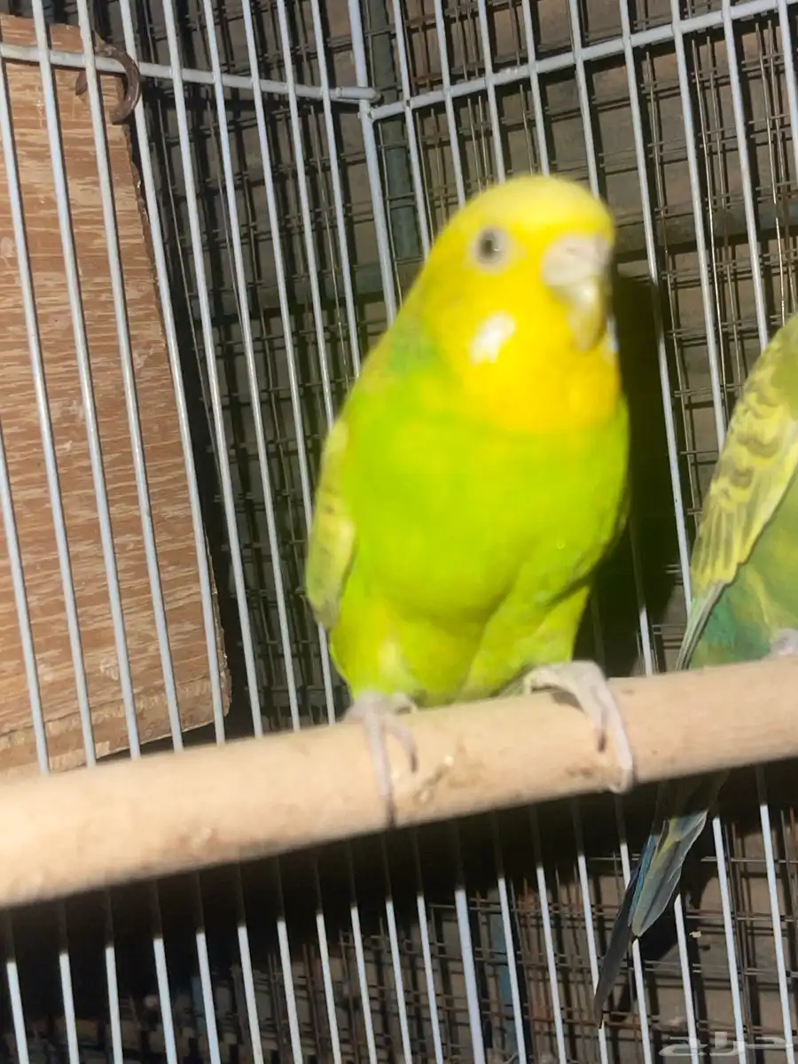 زوج بادجي منتج شرططط 3