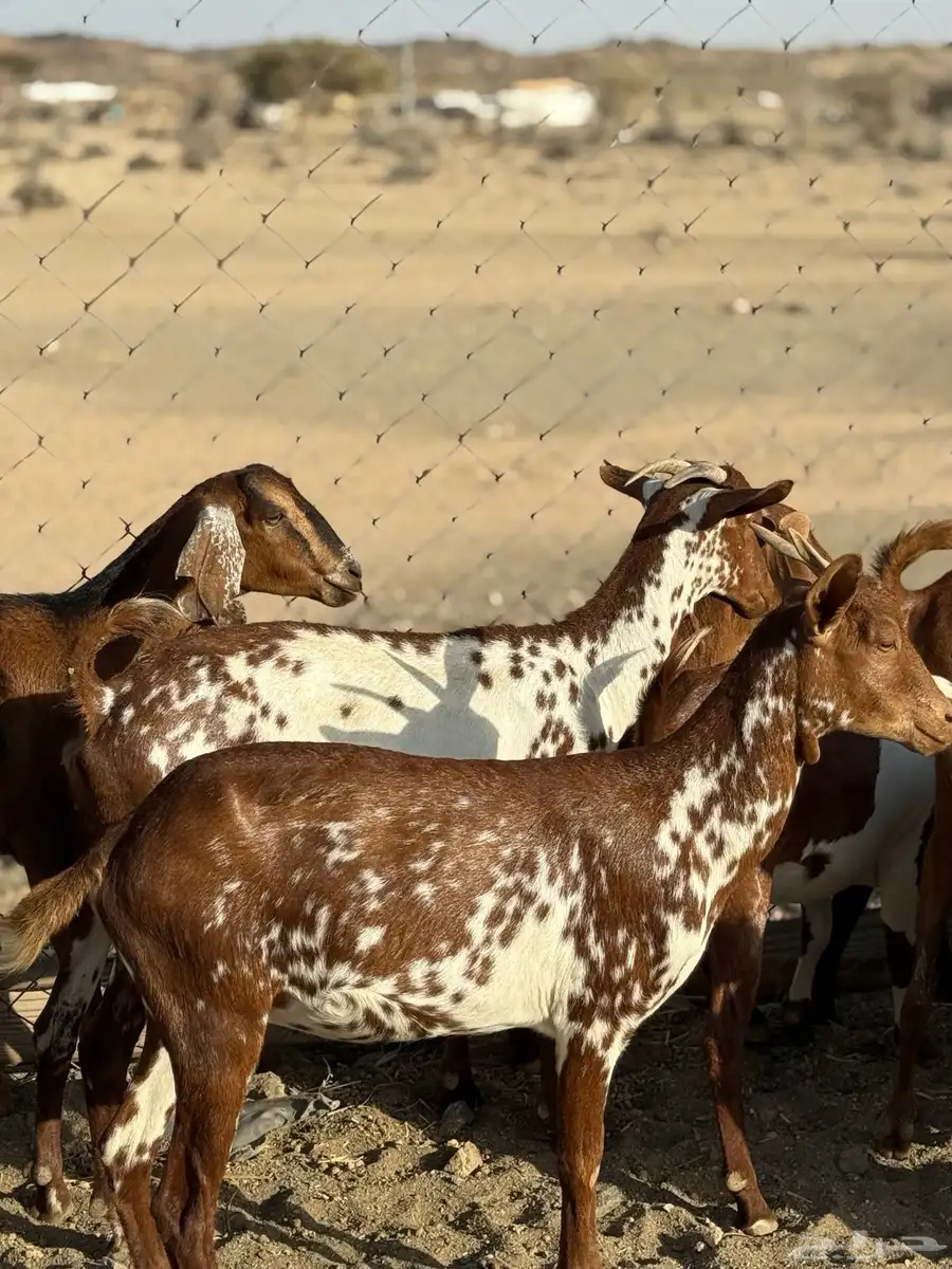 عنقان حص دفيع 6