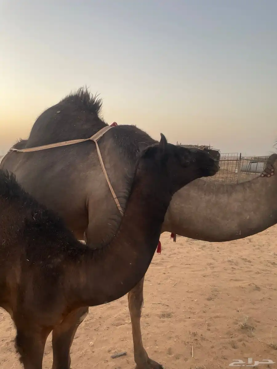 للبيع خلفه مجهم كفو بكر تحتها بكره 3