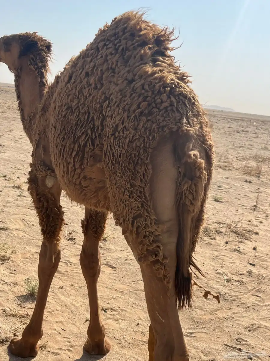 حاشي قصب طيب 2