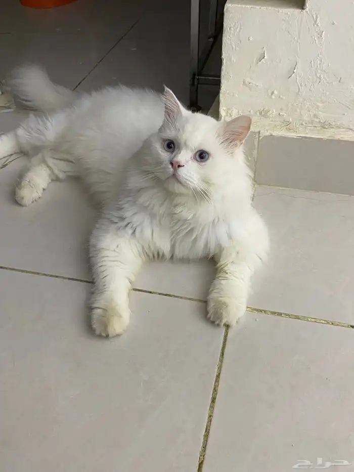 بيع 0