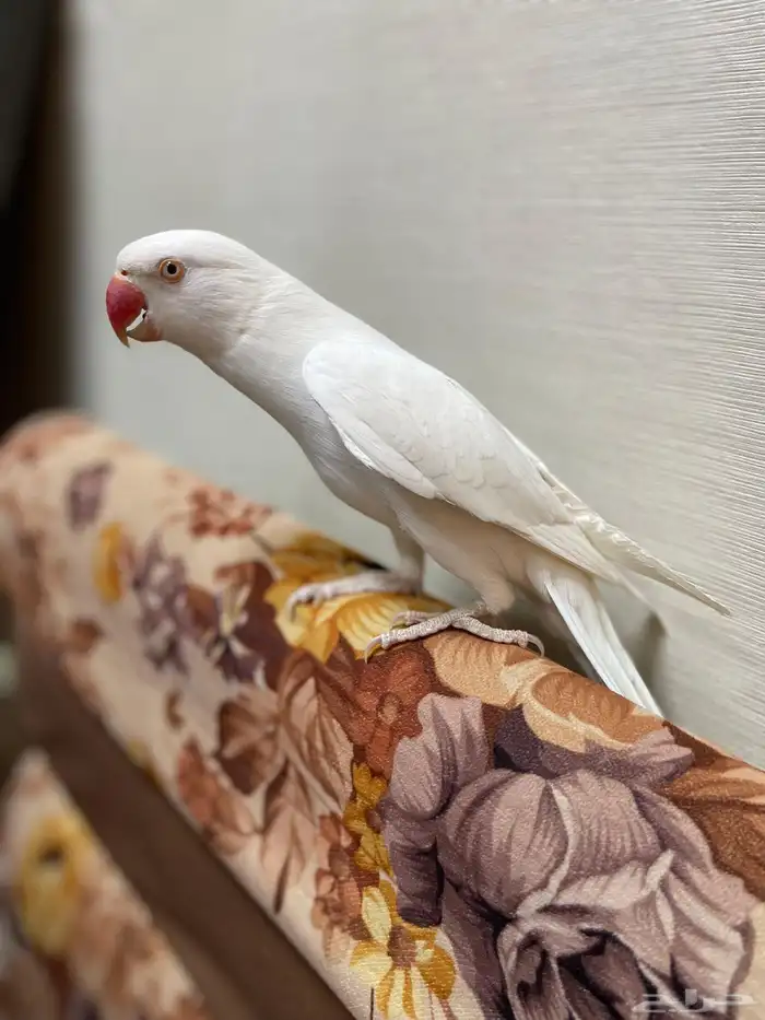 ذكر دره البينو 2