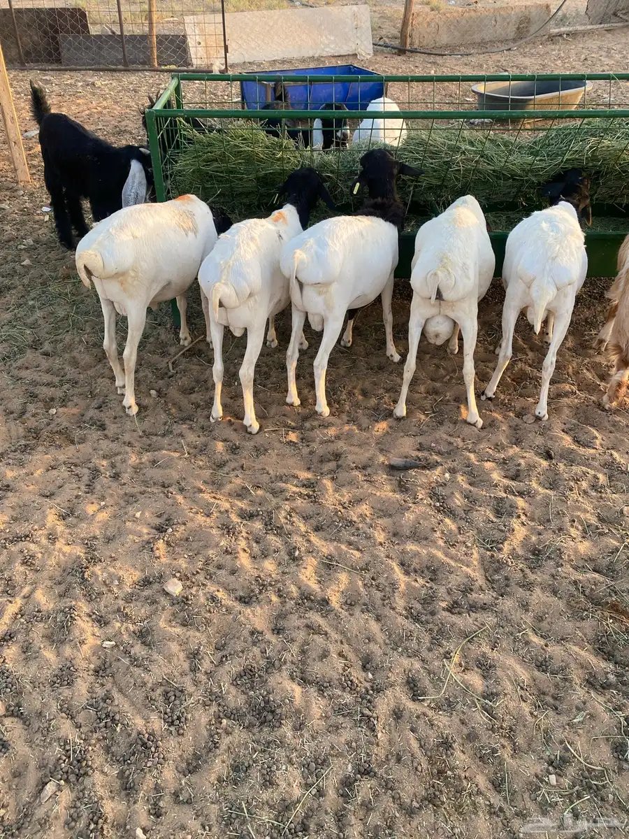 برابر 2