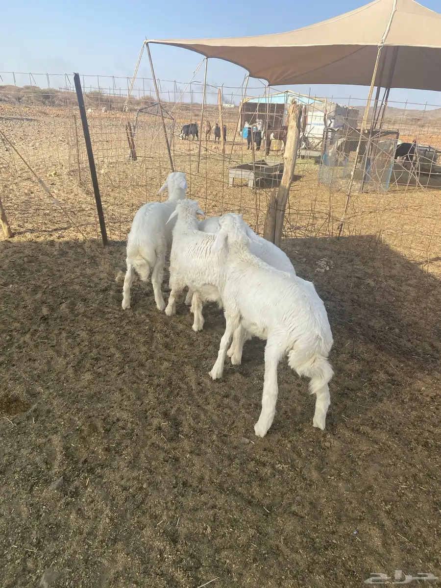طليان فواخر البيع 0